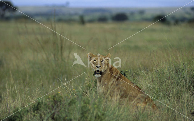 Leeuw (Panthera leo)