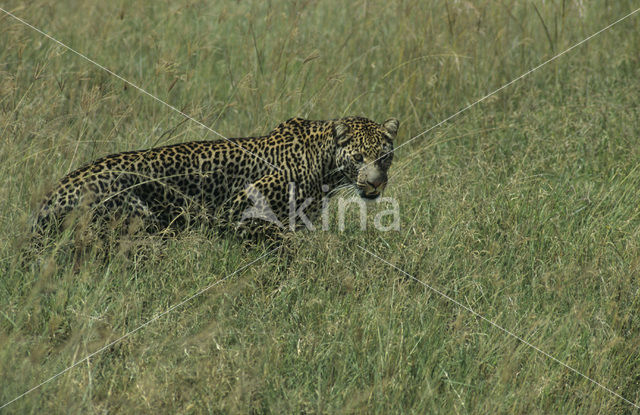 Luipaard (Panthera pardus)