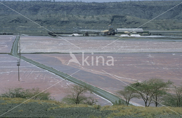 Magadi