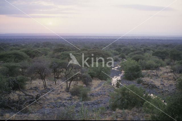 Magadi