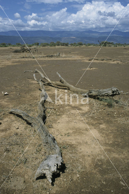 Magadi