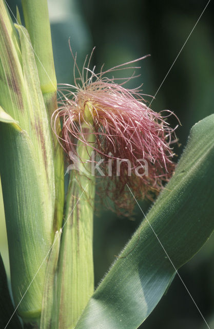 Mais (Zea mays)