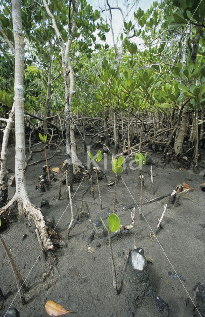 Mangrove (Rhizophora mangle)