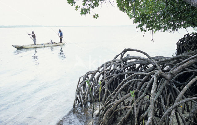 Mangrove (Rhizophora mangle)