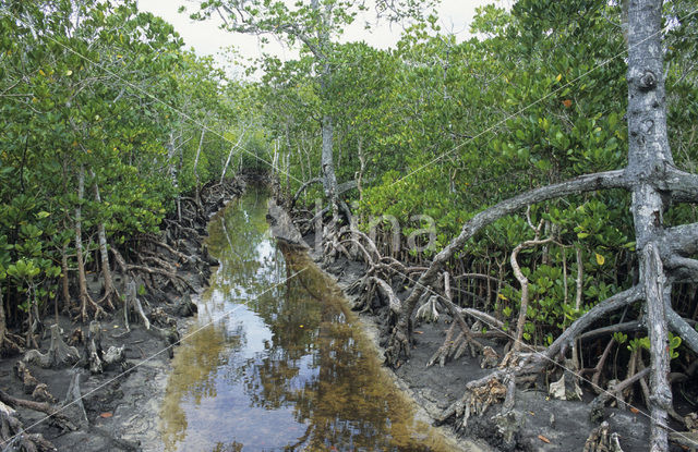 Mangrove (Rhizophora mangle)