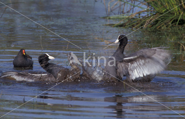 Meerkoet (Fulica atra)