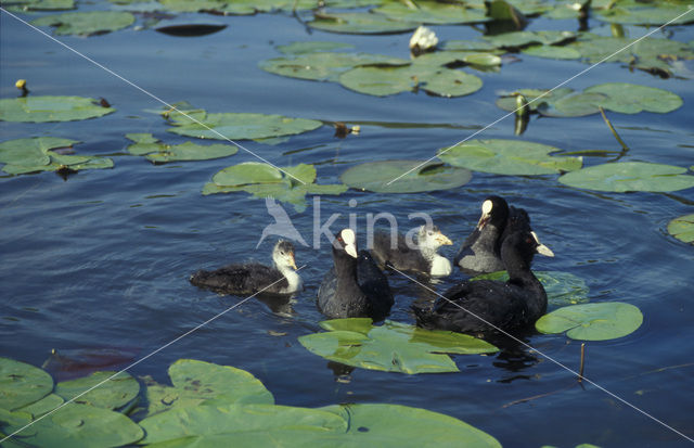 Meerkoet (Fulica atra)