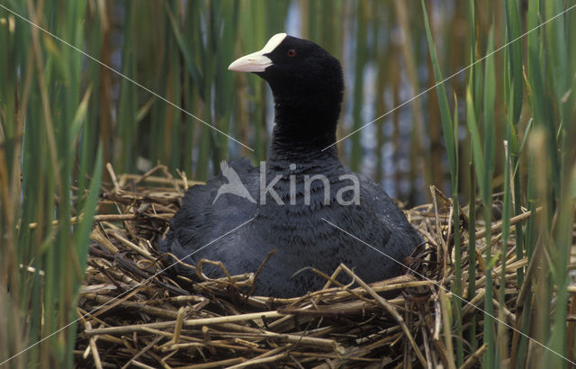 Meerkoet (Fulica atra)