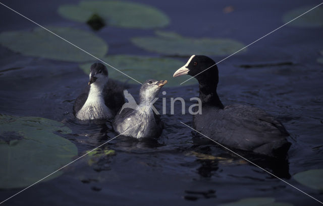 Meerkoet (Fulica atra)