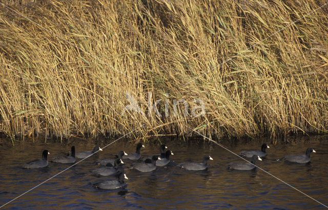 Meerkoet (Fulica atra)