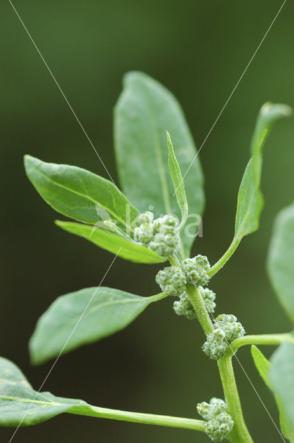 Melganzenvoet (Chenopodium album)