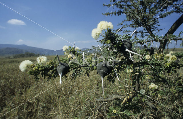 Mierenboom (Acacia drepanolobium)