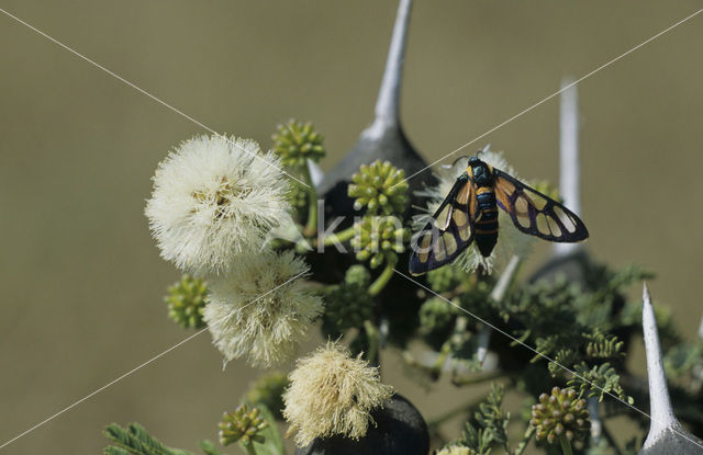 Mierenboom (Acacia drepanolobium)