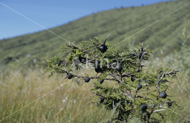 Mierenboom (Acacia drepanolobium)