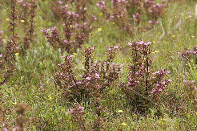 Moeraskartelblad (Pedicularis palustris)