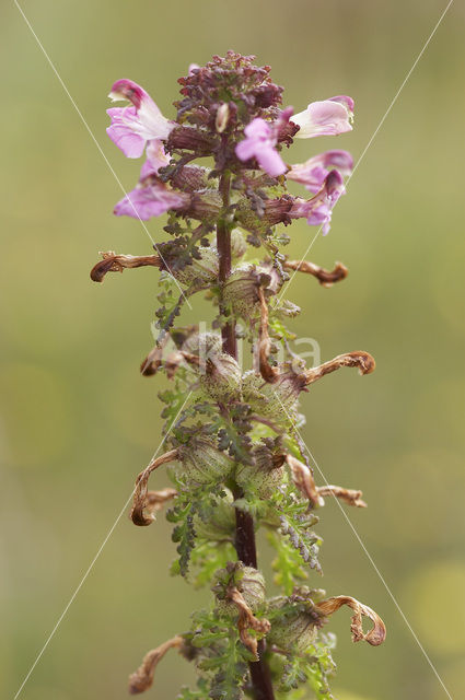 Moeraskartelblad (Pedicularis palustris)