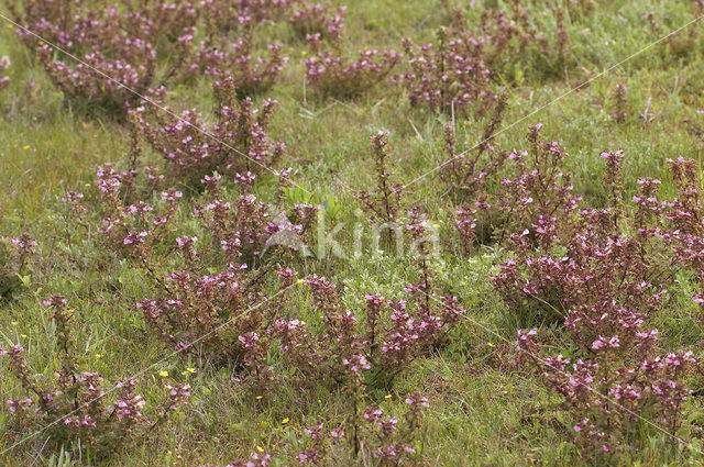 Moeraskartelblad (Pedicularis palustris)