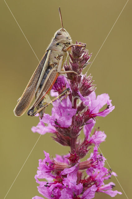 Moerassprinkhaan (Stethophyma grossum)