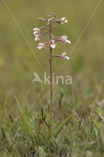 Moeraswespenorchis (Epipactis palustris)