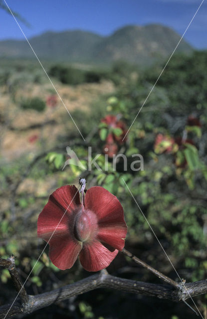 Mopane boom (Colophospermum mopane)