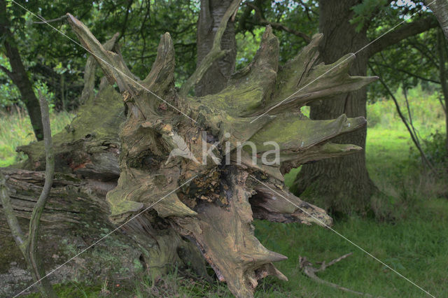 Nationaal beek- en esdorpenlandschap Drentsche Aa