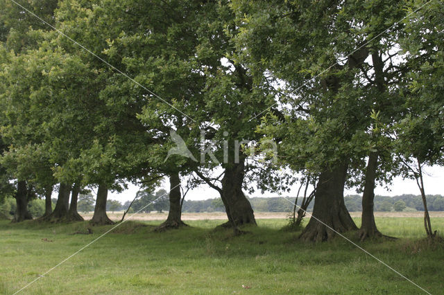 Nationaal beek- en esdorpenlandschap Drentsche Aa