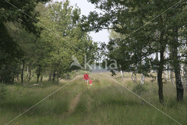 Nationaal Park Drents-Friese Wold