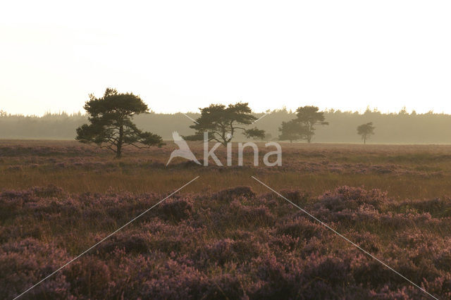 Nationaal Park Drents-Friese Wold