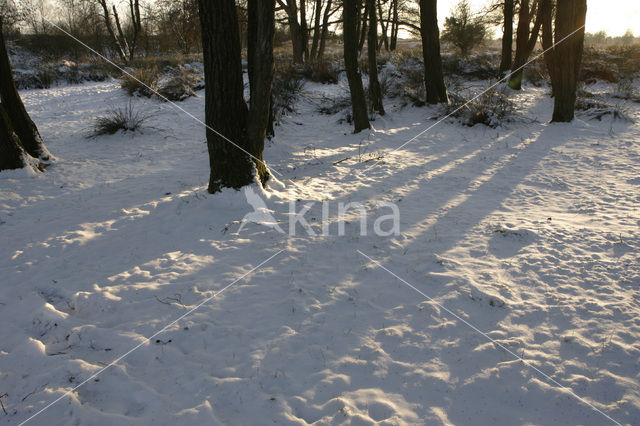 Nationaal Park Drents-Friese Wold