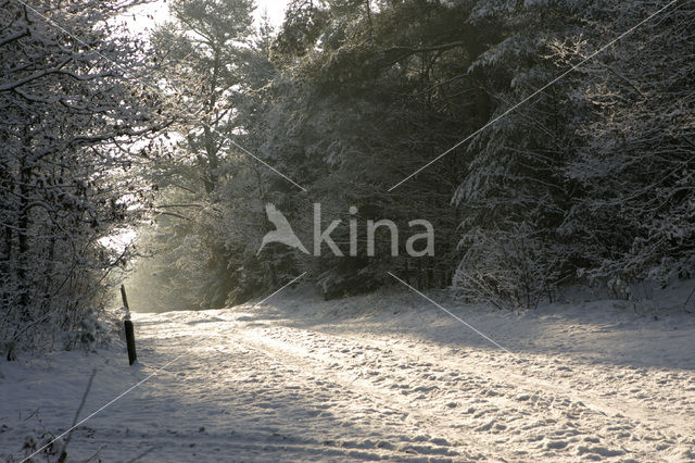 Nationaal Park Drents-Friese Wold