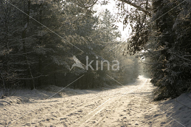 Nationaal Park Drents-Friese Wold