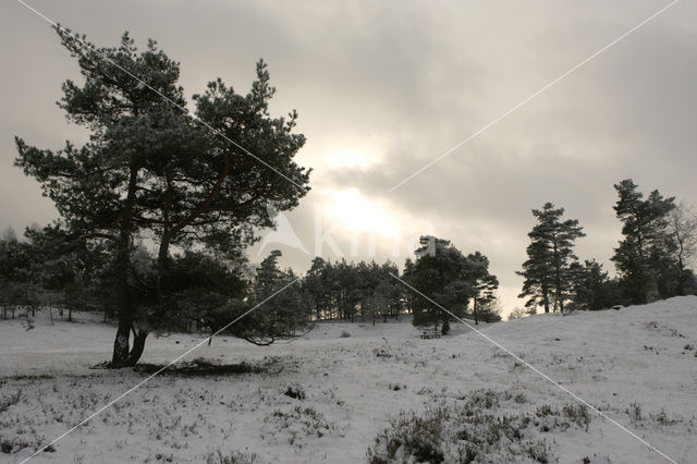 Nationaal Park Drents-Friese Wold