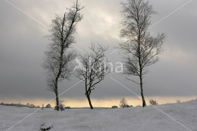 Nationaal Park Drents-Friese Wold