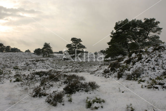 Nationaal Park Drents-Friese Wold