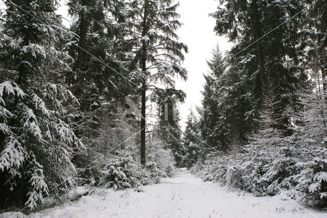 Nationaal Park Drents-Friese Wold