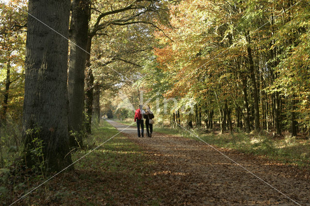 Nationaal Park Dwingelderveld