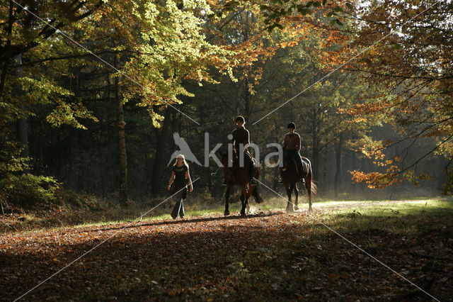 Nationaal Park Dwingelderveld