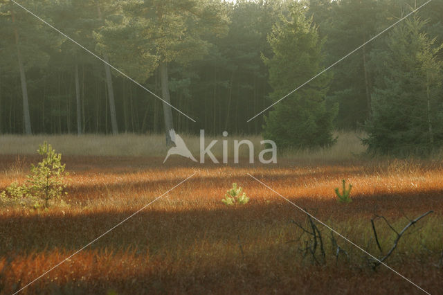 Nationaal Park Dwingelderveld