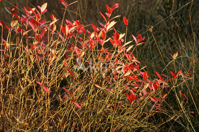 Nationaal Park Dwingelderveld