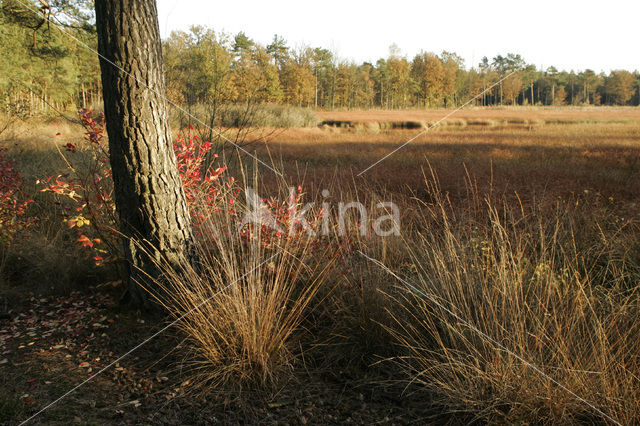 Nationaal Park Dwingelderveld