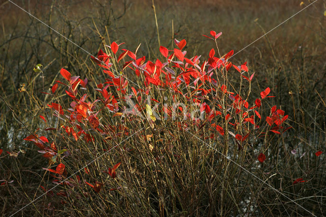 Nationaal Park Dwingelderveld