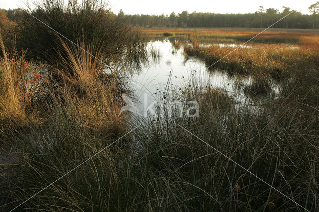 Nationaal Park Dwingelderveld