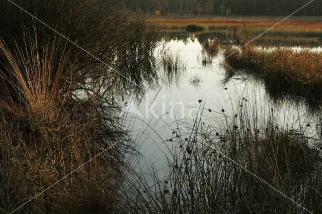 Nationaal Park Dwingelderveld