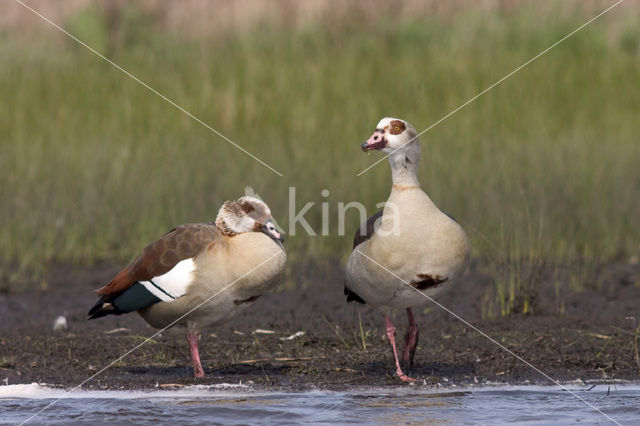 Nijlgans (Alopochen aegyptiaca)