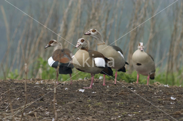 Nijlgans (Alopochen aegyptiaca)