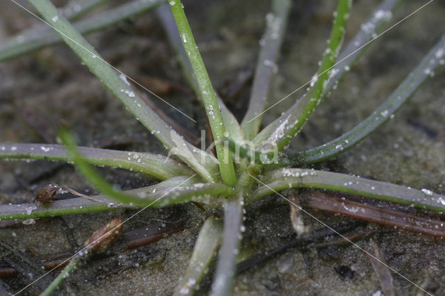 Oeverkruid (Littorella uniflora)