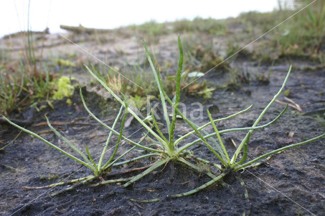 Oeverkruid (Littorella uniflora)