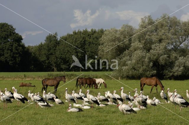 White Stork (Ciconia ciconia)