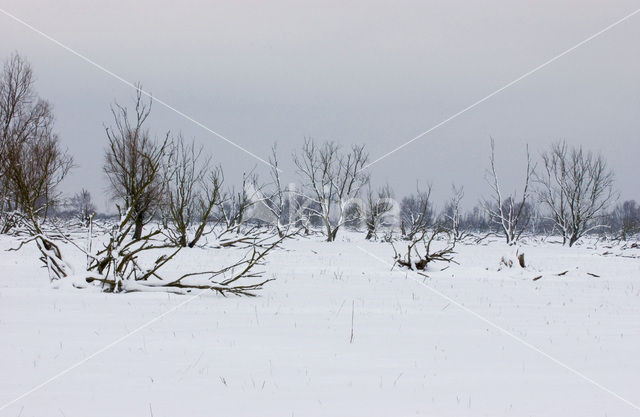 Oostvaardersplassen