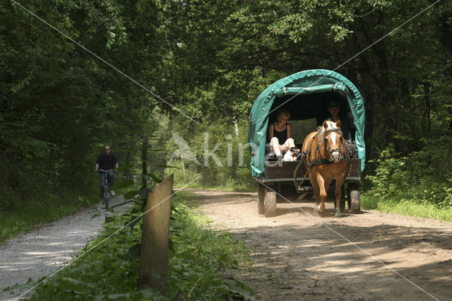 Paard (Equus spp)